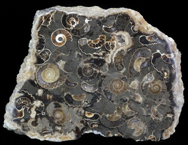 Polished Ammonite Fossil Slab - Marston Magna Marble #42107